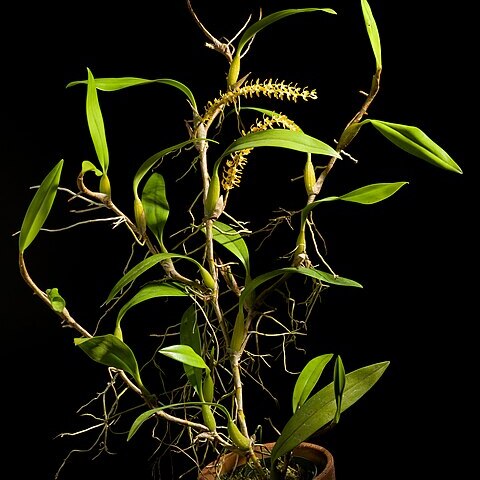 Dendrochilum aurantiacum unspecified picture