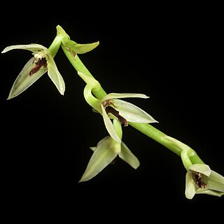 Bulbophyllum tripetalum unspecified picture