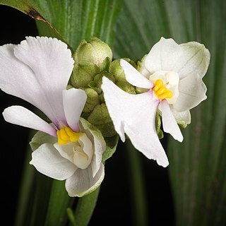 Calanthe alismifolia unspecified picture