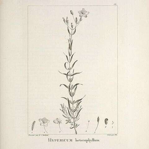 Hypericum heterophyllum unspecified picture