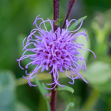 Liatris ligulistylis unspecified picture