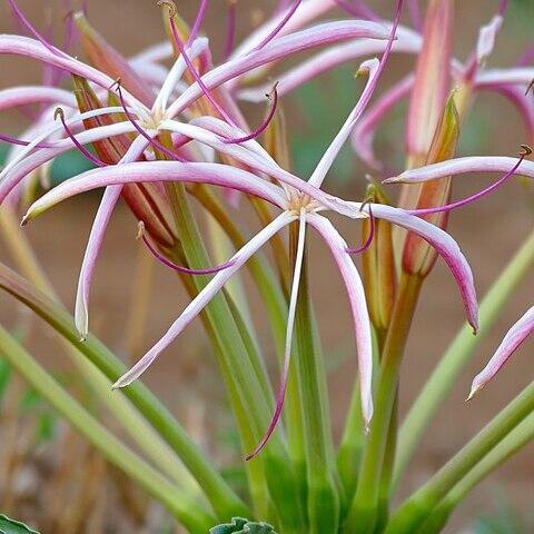 Crinum buphanoides unspecified picture