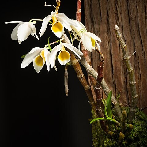 Dendrobium bensoniae unspecified picture