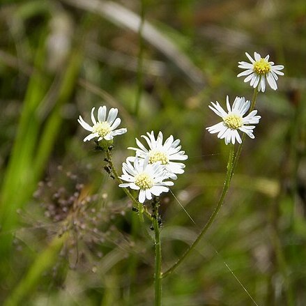 Boltonia diffusa unspecified picture