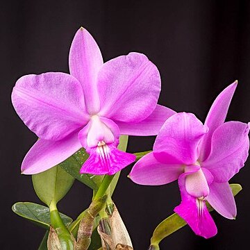 Cattleya walkeriana unspecified picture