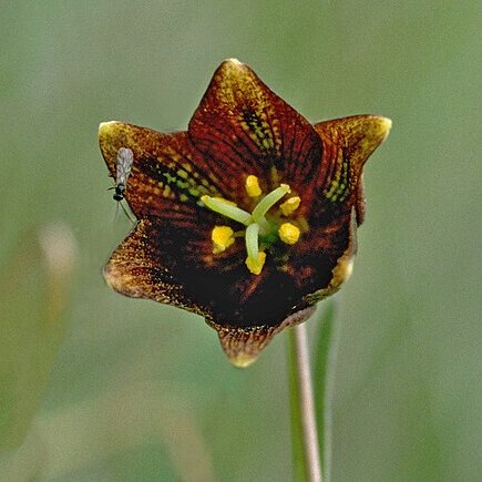 Fritillaria biflora var. ineziana unspecified picture