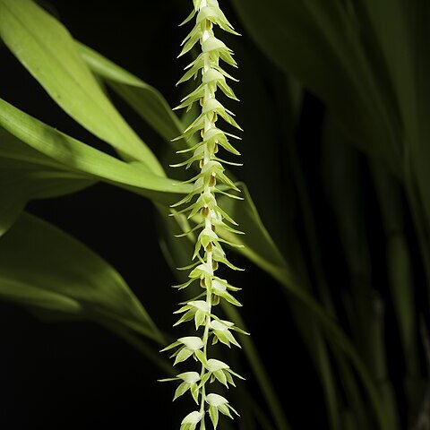 Dendrochilum latifolium unspecified picture