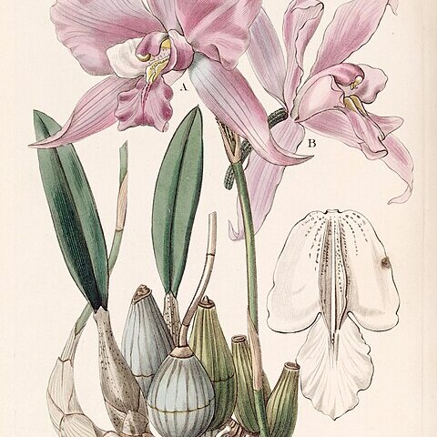 Laelia furfuracea unspecified picture