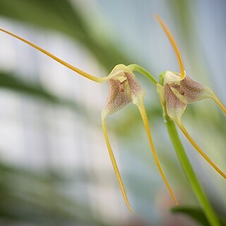 Masdevallia mezae unspecified picture