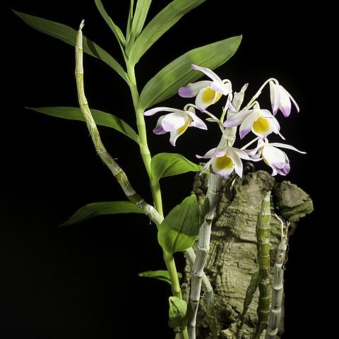 Dendrobium gratiosissimum unspecified picture