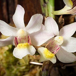 Holcoglossum sinicum unspecified picture