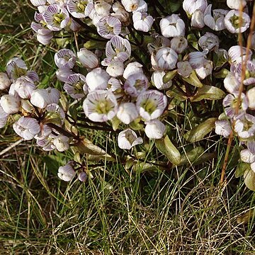 Gentianella patula unspecified picture