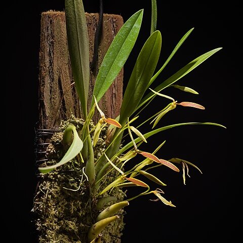 Bulbophyllum scaphioglossum unspecified picture