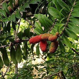 Freycinetia scandens unspecified picture