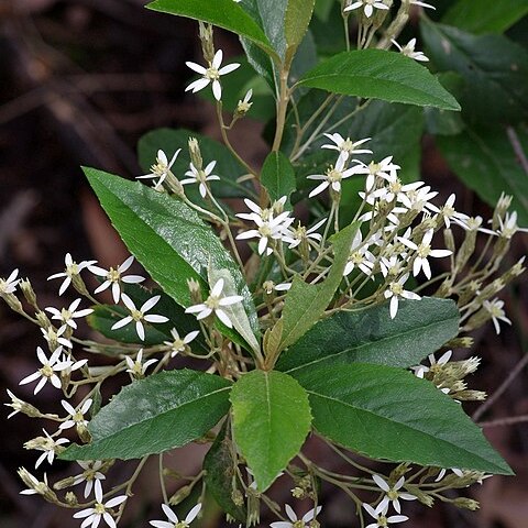 Olearia argophylla unspecified picture