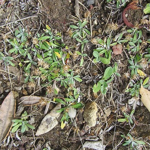 Euchiton audax unspecified picture