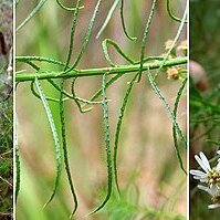 Olearia glandulosa unspecified picture