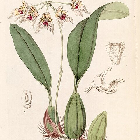 Bulbophyllum umbellatum unspecified picture