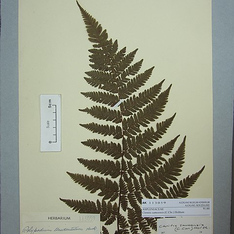 Ctenitis samoensis unspecified picture