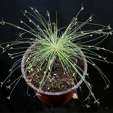 Fimbristylis cinnamometorum unspecified picture