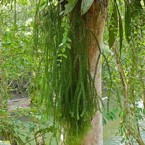 Huperzia salvinioides unspecified picture