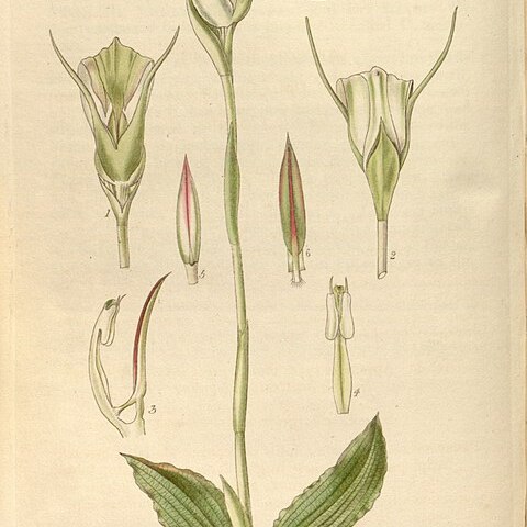 Pterostylis acuminata unspecified picture