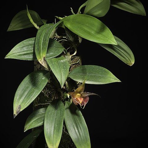 Bulbophyllum translucidum unspecified picture