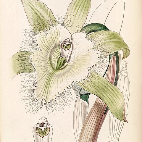 Rhyncholaelia digbyana unspecified picture