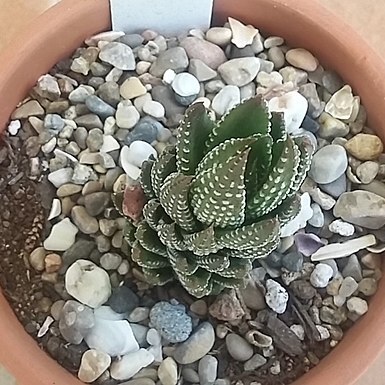 Haworthiopsis coarctata var. adelaidensis unspecified picture