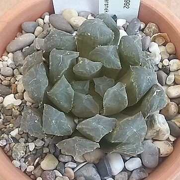 Haworthia cooperi var. dielsiana unspecified picture