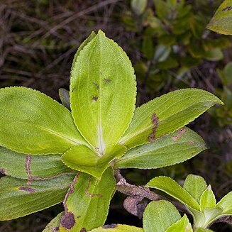 Dubautia laxa unspecified picture