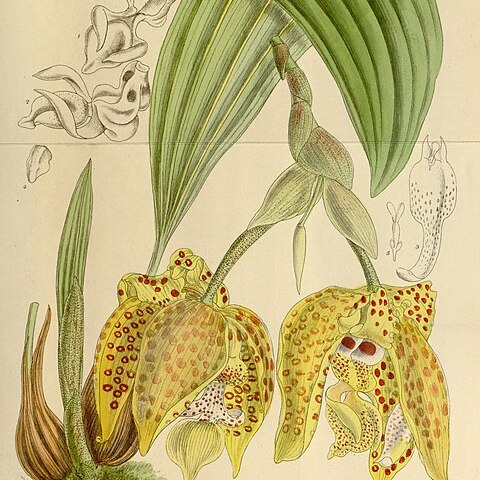 Stanhopea costaricensis unspecified picture