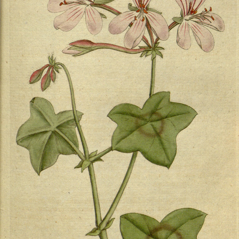 Pelargonium peltatum (l.) l'hér. unspecified picture