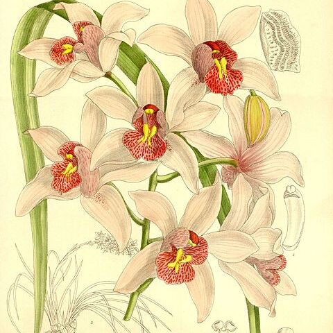 Cymbidium insigne unspecified picture