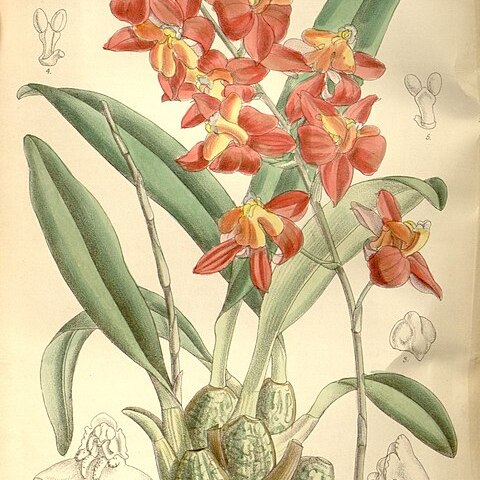 Oncidium noezlianum unspecified picture