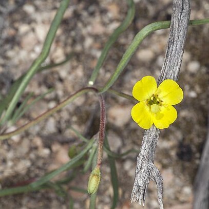 Camissonia integrifolia unspecified picture