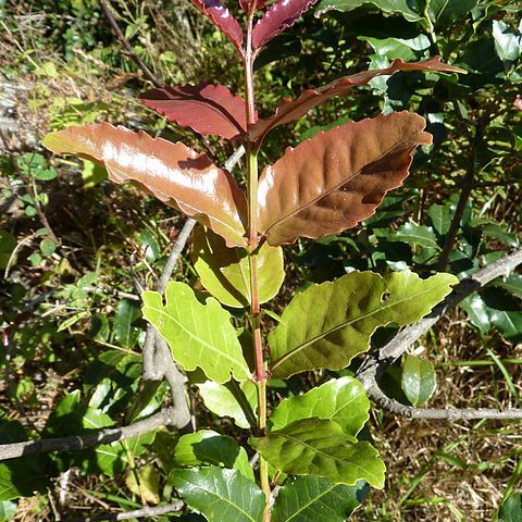 Lauridia tetragona unspecified picture