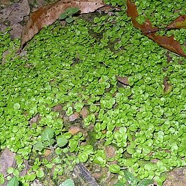 Micranthemum umbrosum unspecified picture