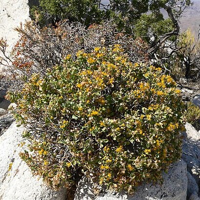 Ericameria cuneata var. spathulata unspecified picture