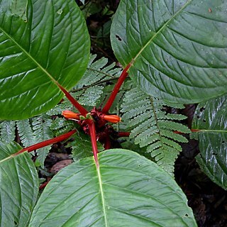 Drymonia urceolata unspecified picture