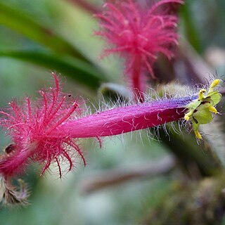 Columnea minor unspecified picture