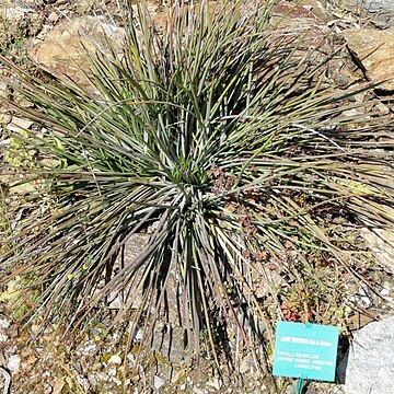 Agave tenuifolia unspecified picture