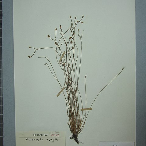 Sematophyllum amoenum unspecified picture