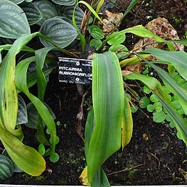 Pitcairnia rubronigriflora unspecified picture