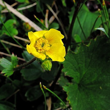 Geum peckii unspecified picture