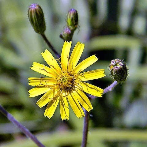 Hieracium megacephalum unspecified picture