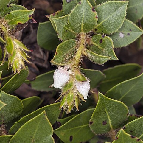 Arctostaphylos imbricata unspecified picture