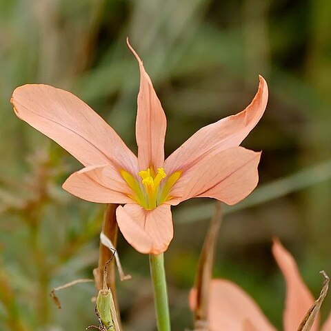 Moraea bulbillifera unspecified picture