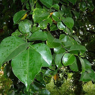 Cryptocarya woodii unspecified picture