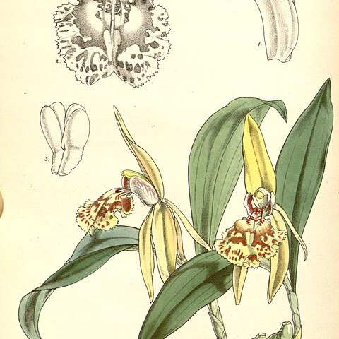 Coelogyne schilleriana unspecified picture